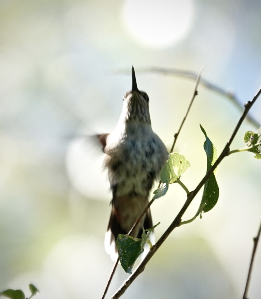 Broad-tailed Hummingbird - ML643787863