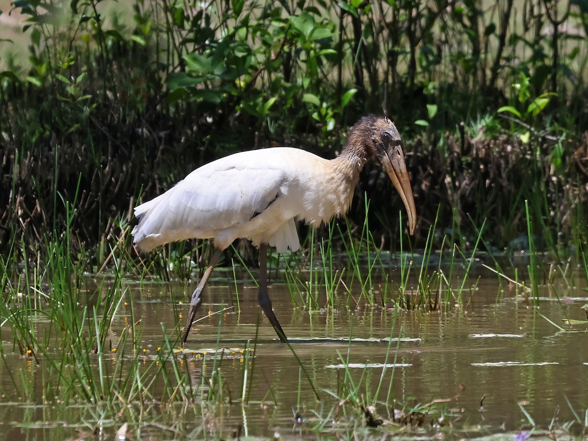 Wood Stork - ML643787866