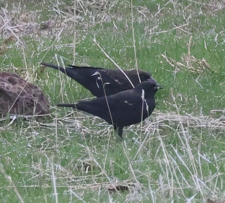 Tricolored Blackbird - ML643787874