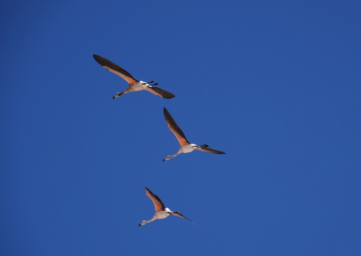 James's Flamingo - ML643787876