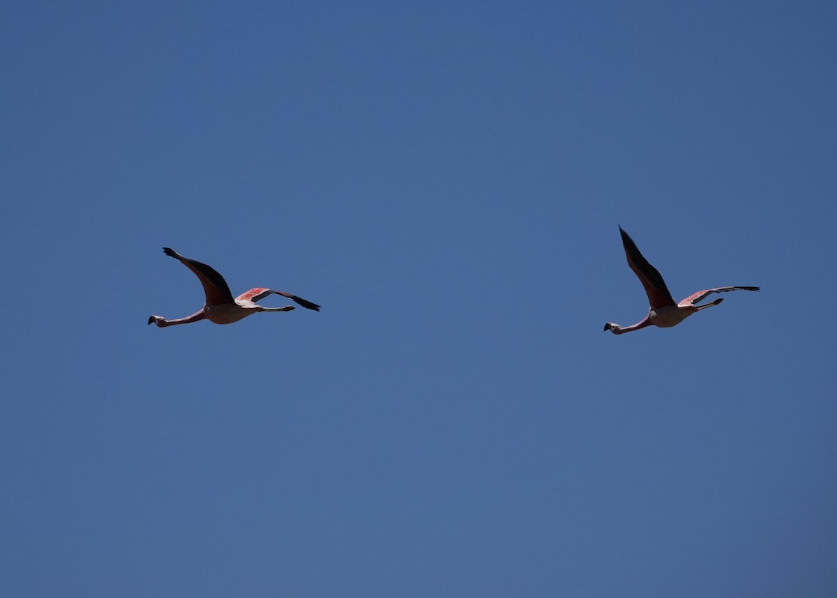 James's Flamingo - ML643787877