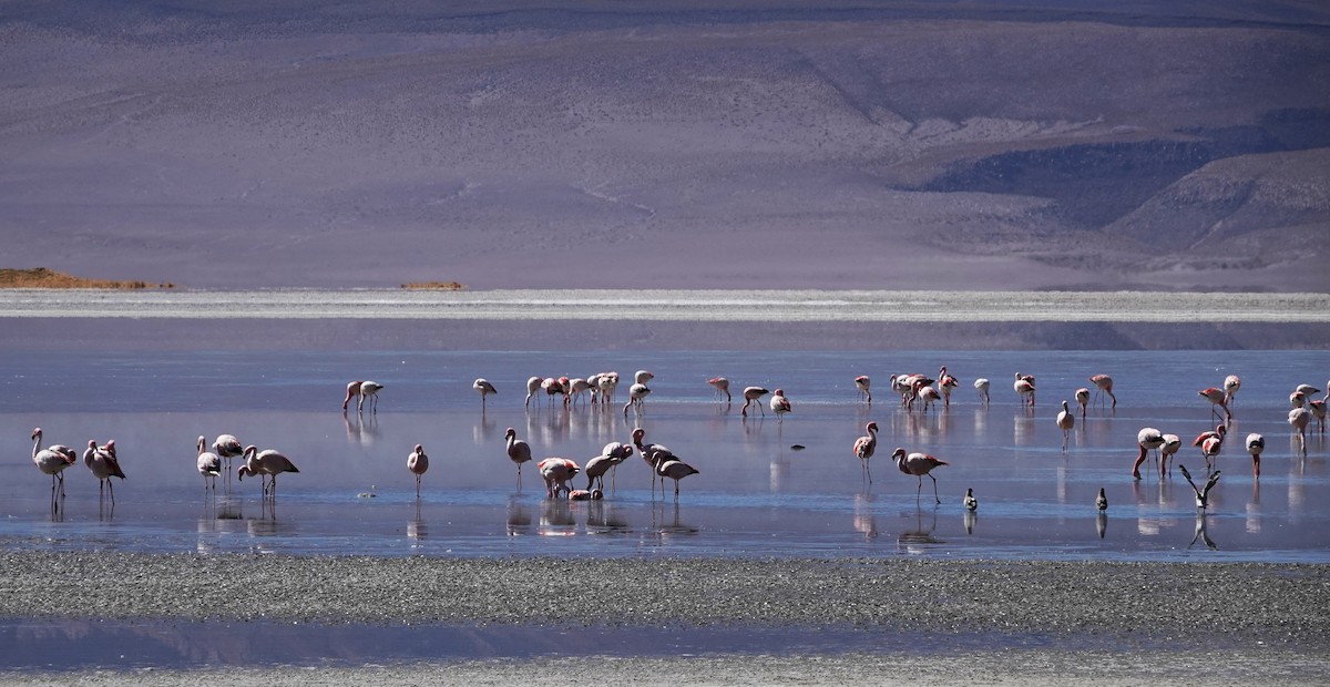 James's Flamingo - ML643787878