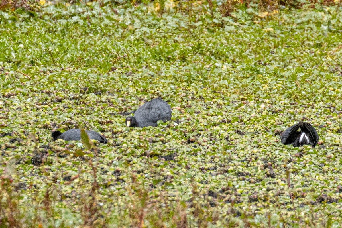 American Coot - ML643787906