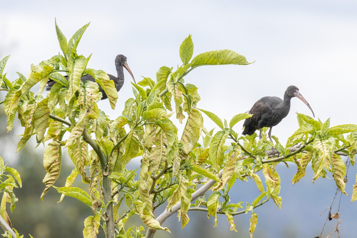 Bare-faced Ibis - ML643787916