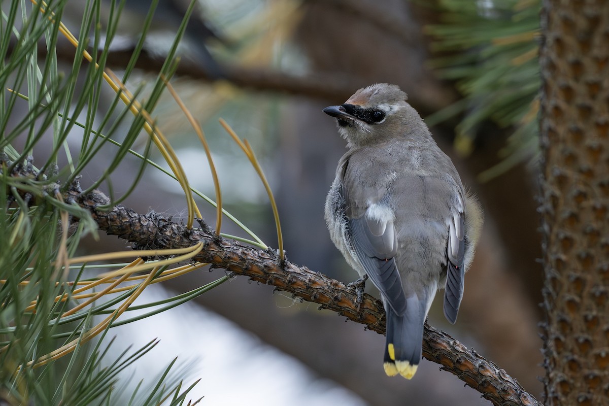 Cedar Waxwing - ML643787930