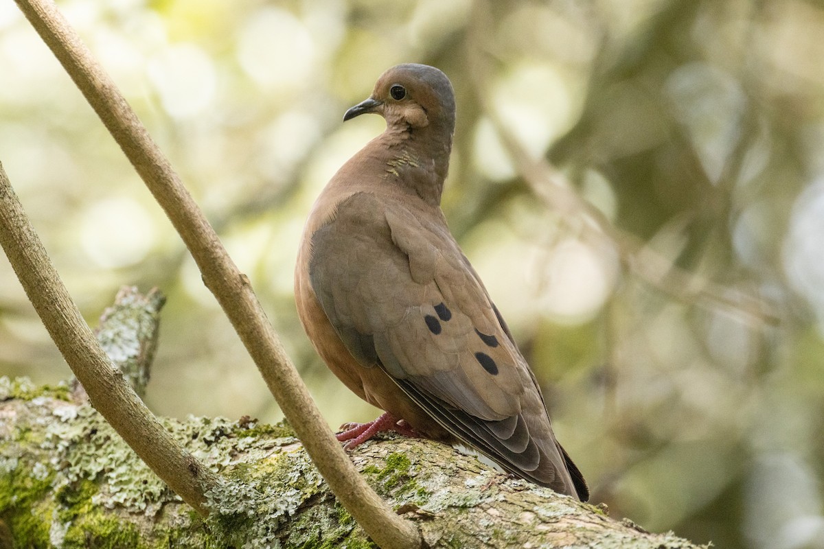 Eared Dove - ML643787933