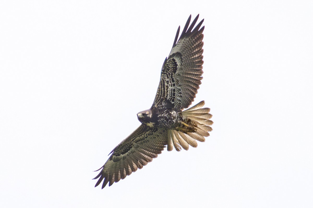 White-tailed Hawk - ML643787940