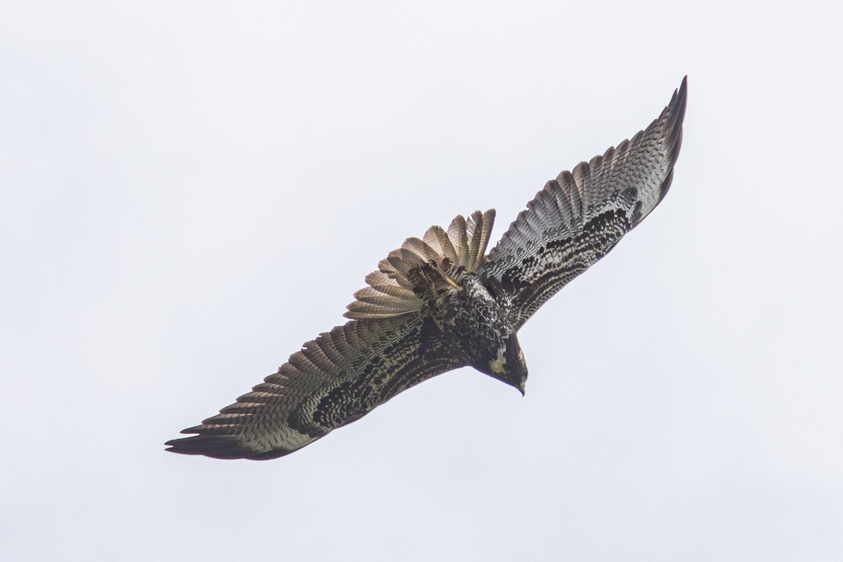 White-tailed Hawk - ML643787941