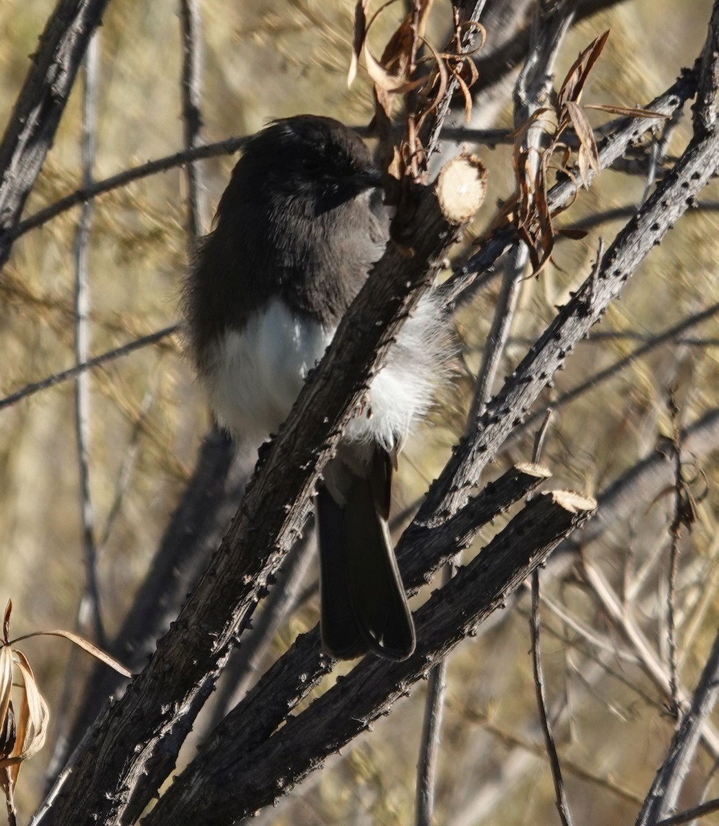 Black Phoebe - ML643787951