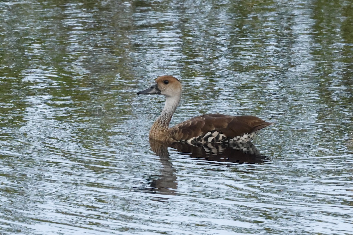 West Indian Whistling-Duck - ML643787952