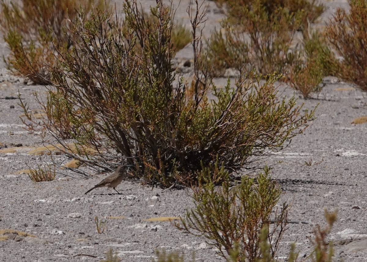Buff-breasted Earthcreeper - ML643787954