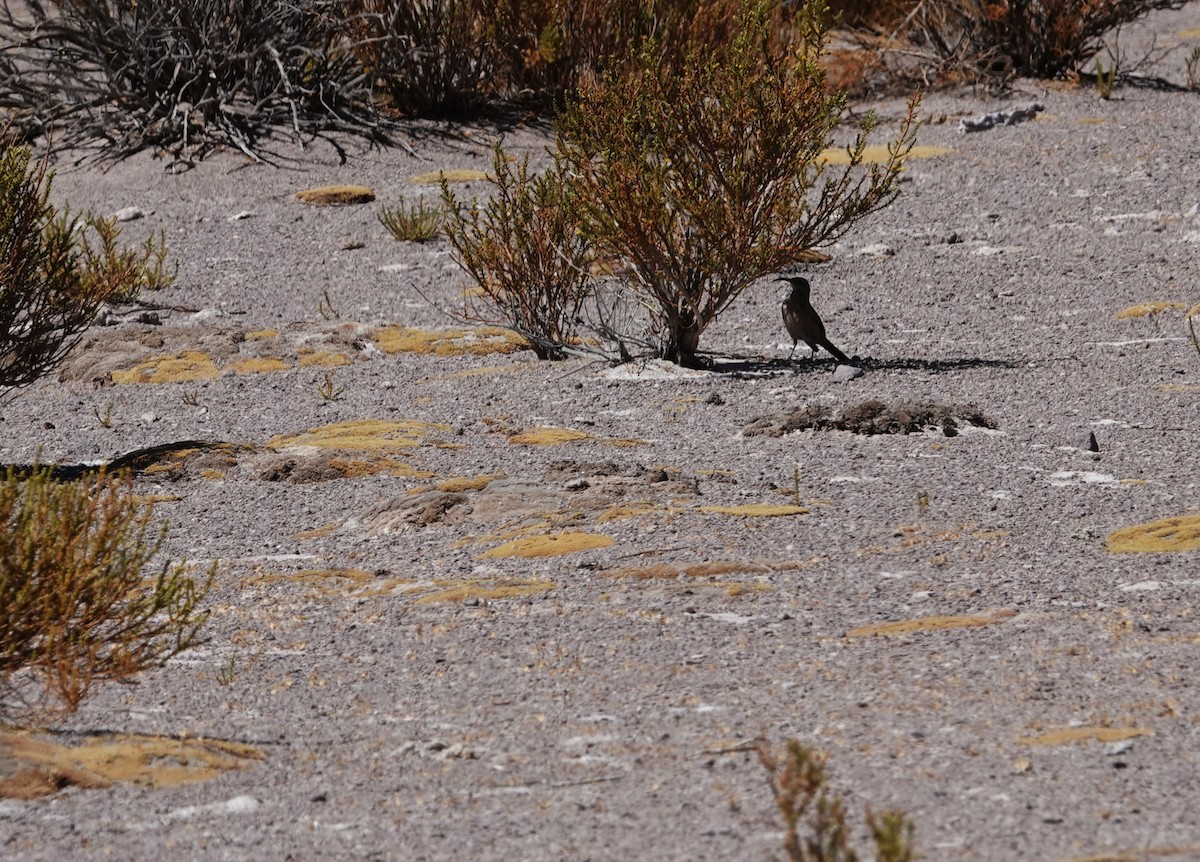 Buff-breasted Earthcreeper - ML643787955