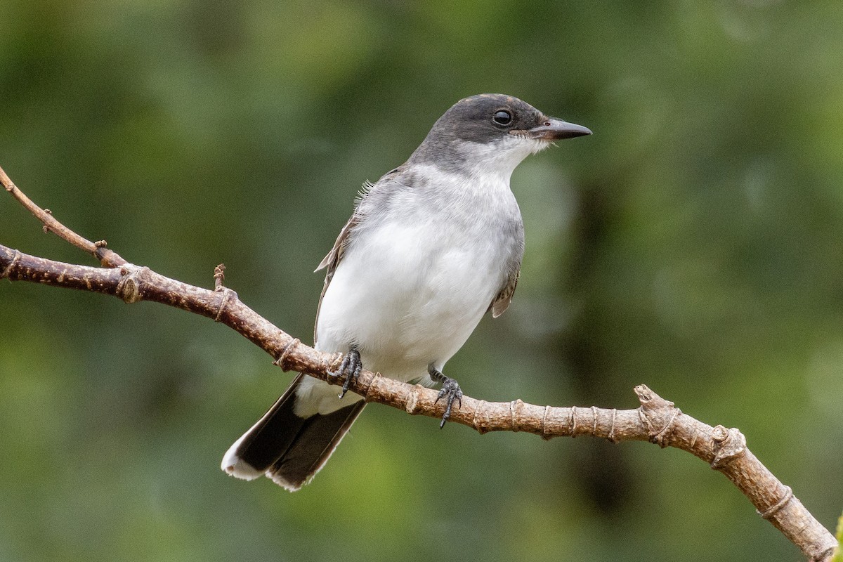 Eastern Kingbird - ML643787956