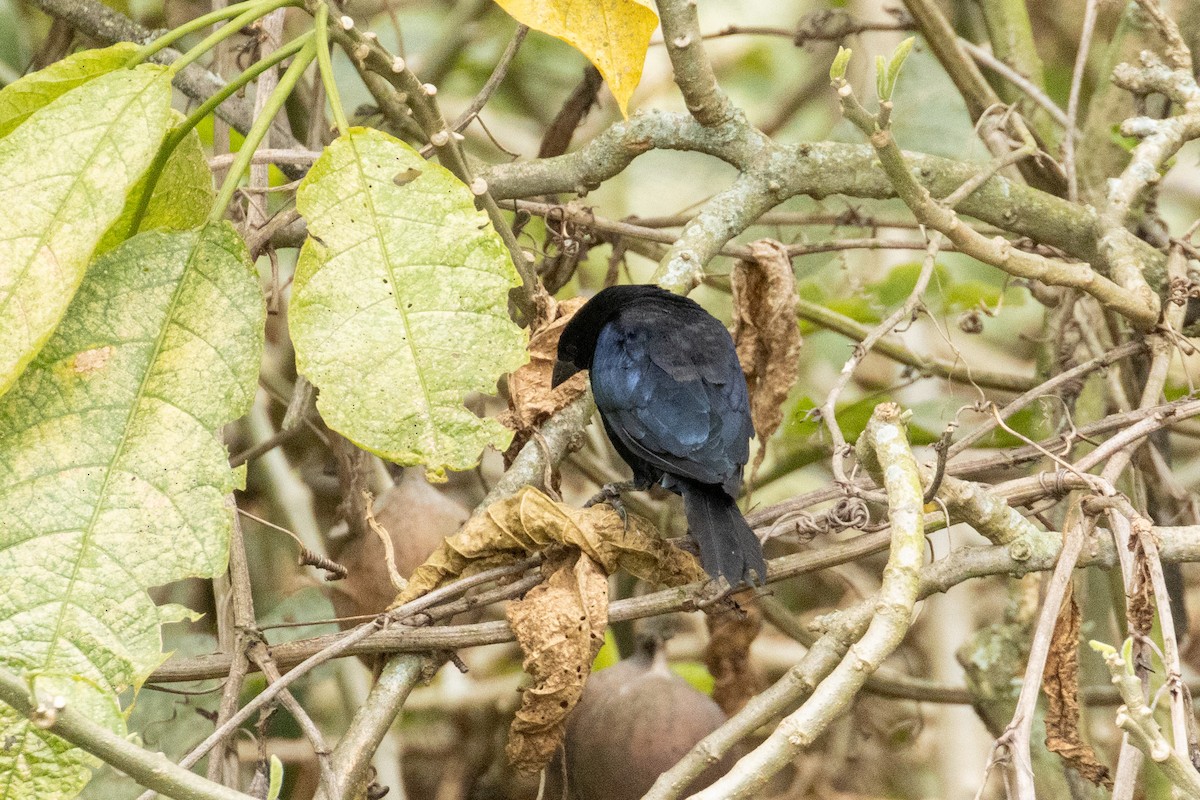 Shiny Cowbird - ML643787964