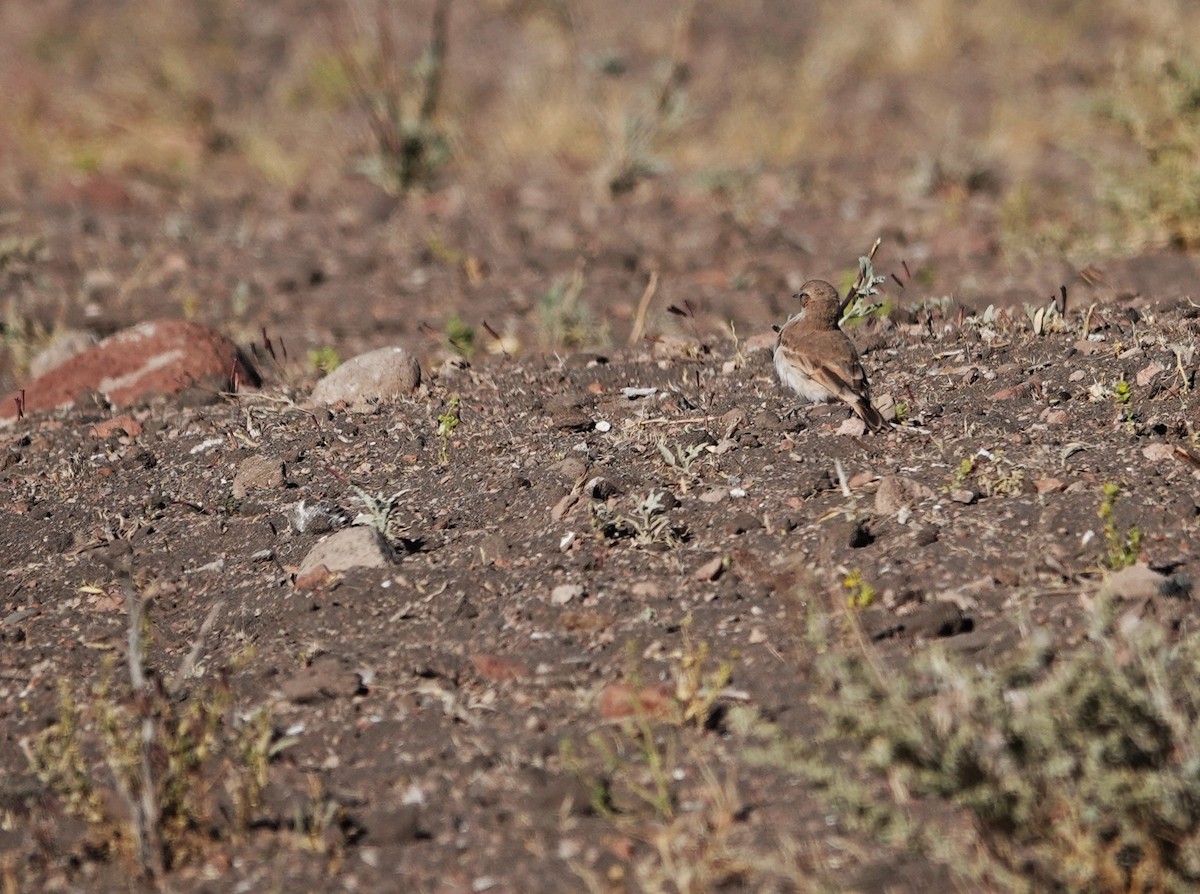 Puna Miner - ML643787976