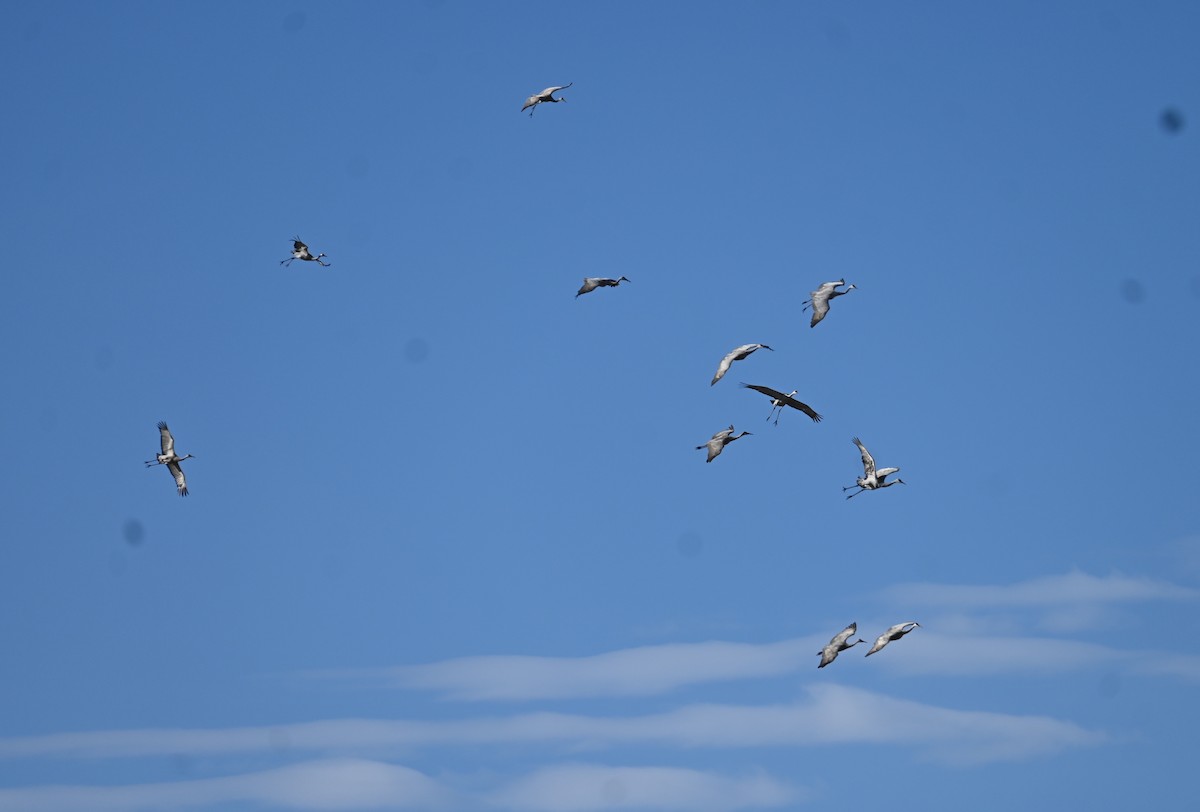 jeřáb kanadský - ML643787977