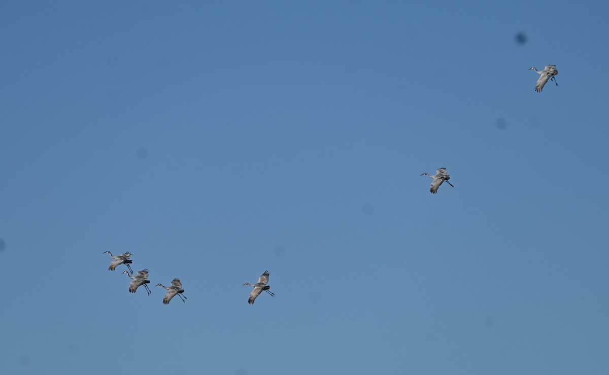 jeřáb kanadský - ML643787979