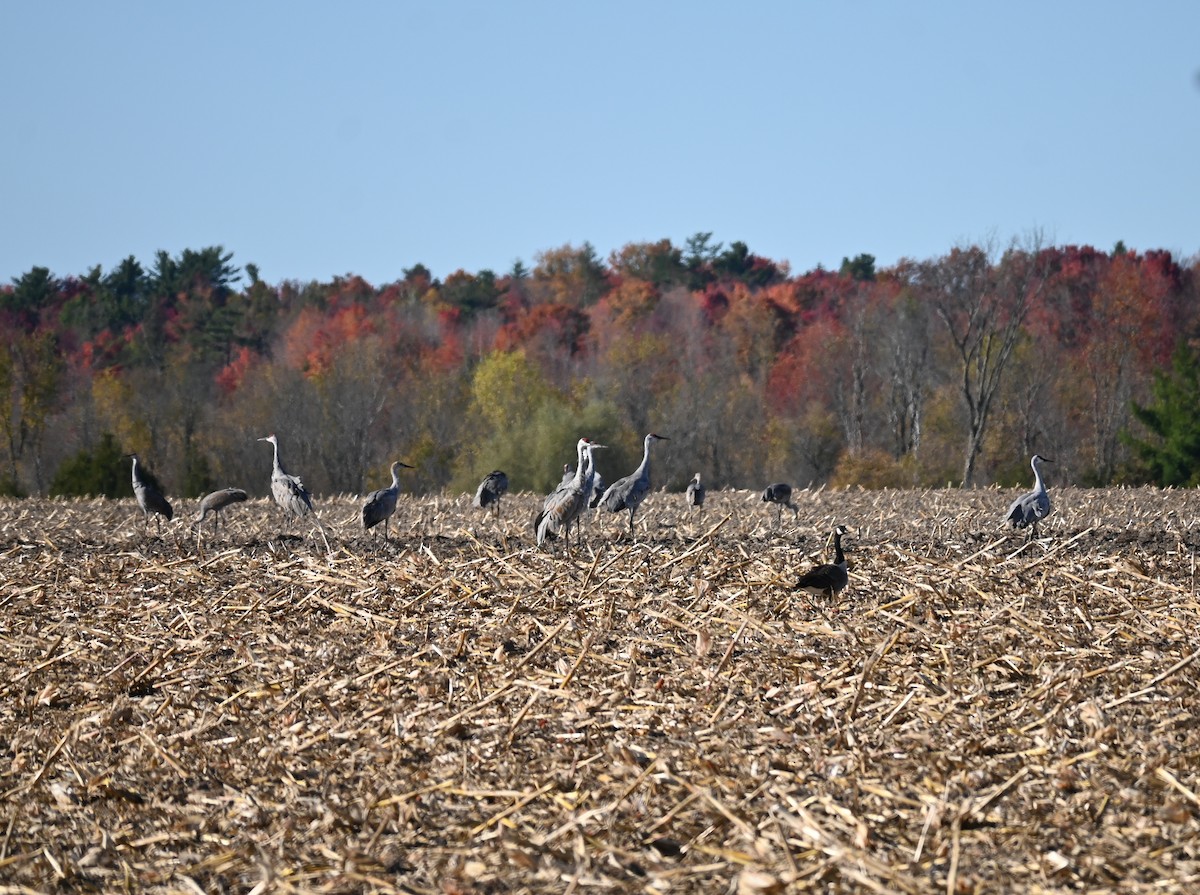 jeřáb kanadský - ML643787981