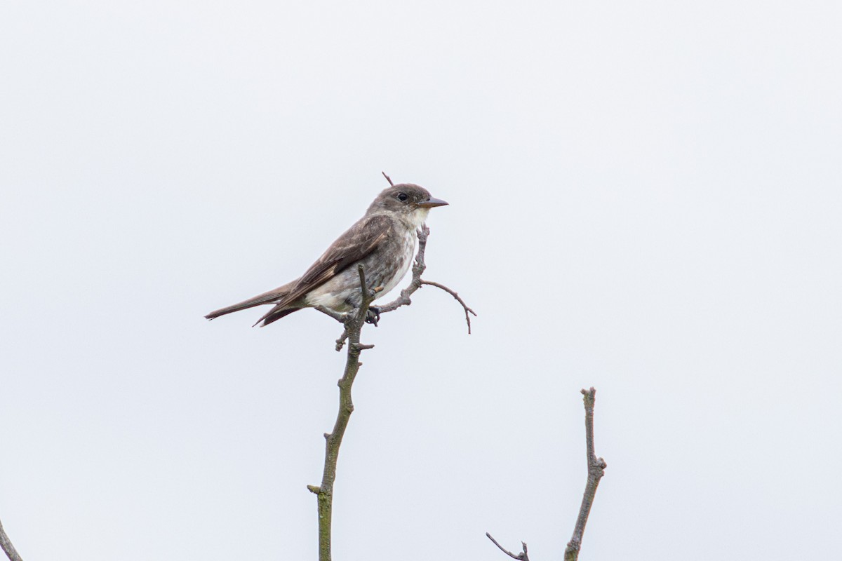 Olive-sided Flycatcher - ML643787991