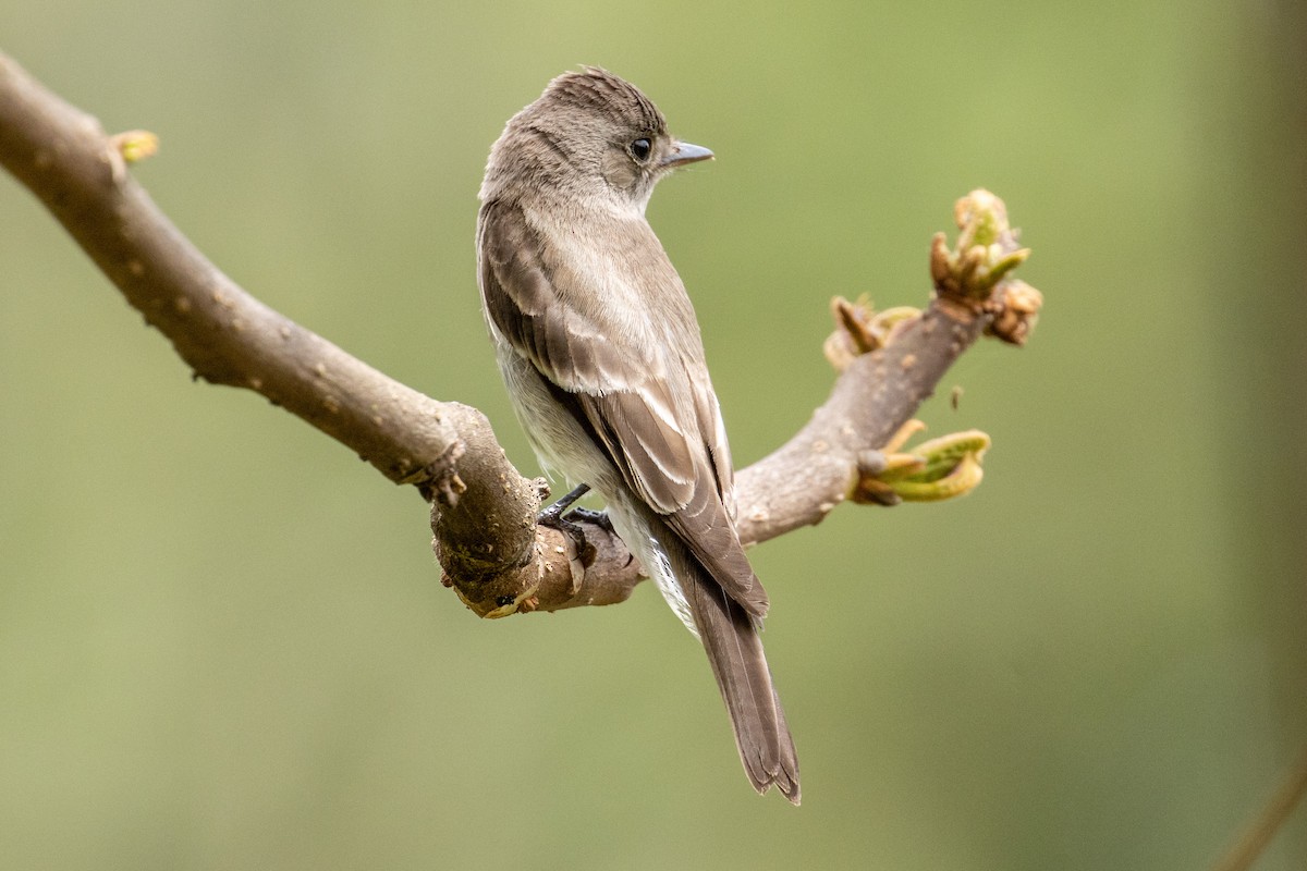 Western Wood-Pewee - ML643788010