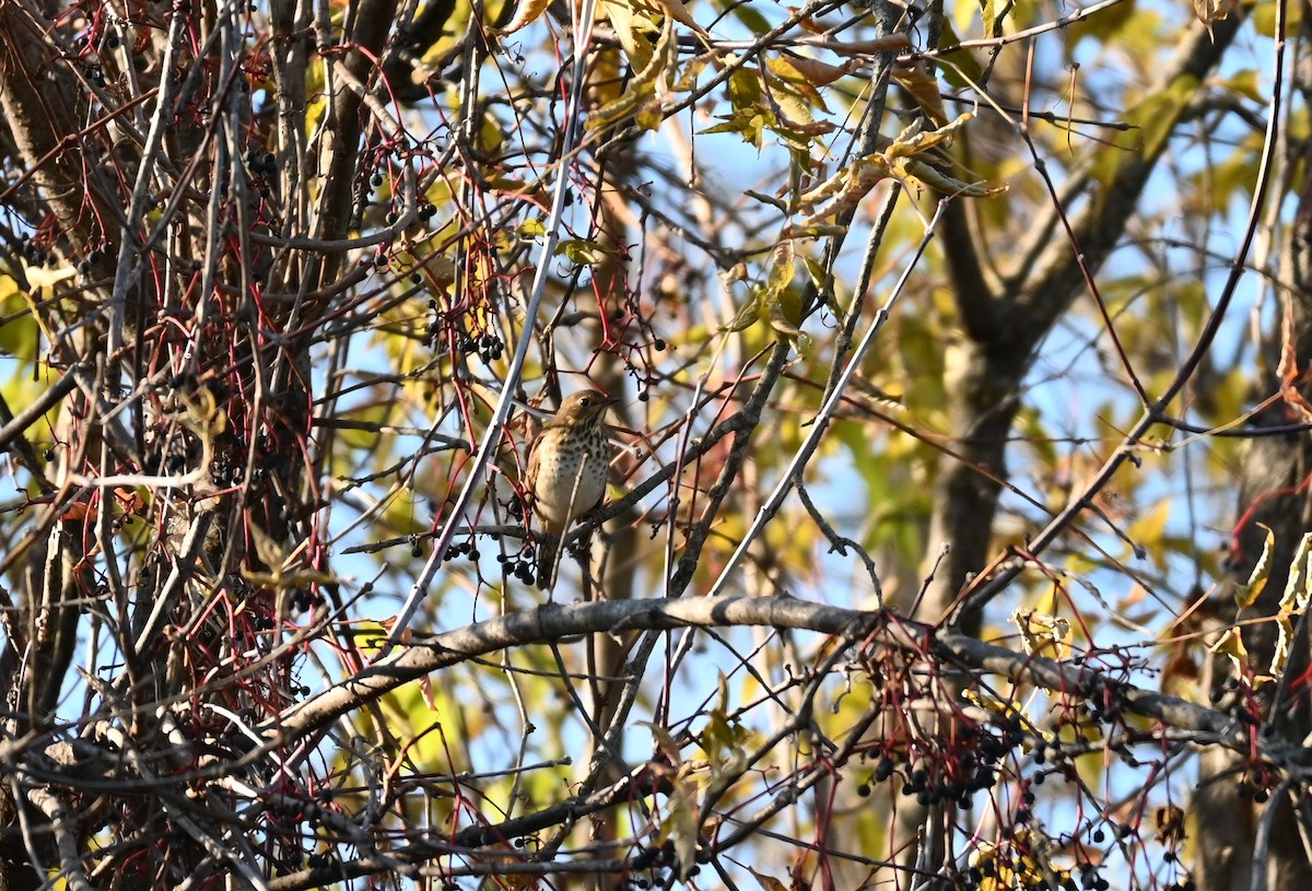 drozd rezavoocasý - ML643788016