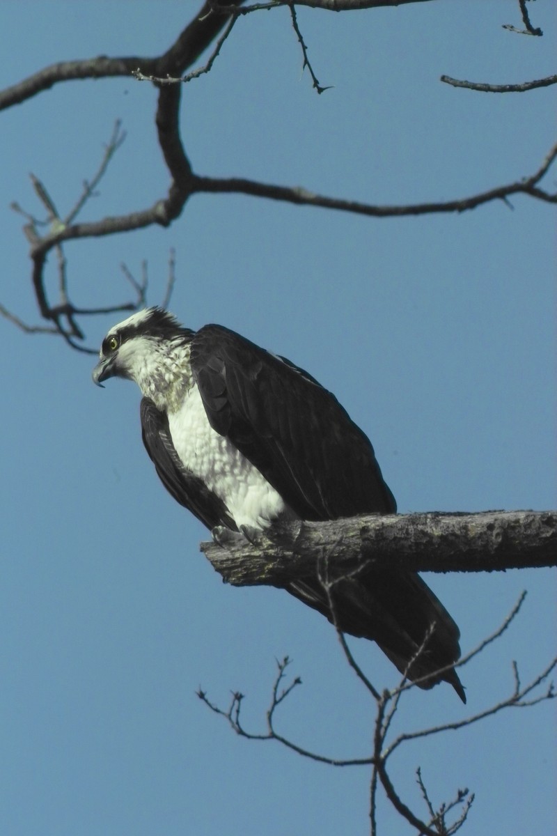 Águila Pescadora - ML643788018
