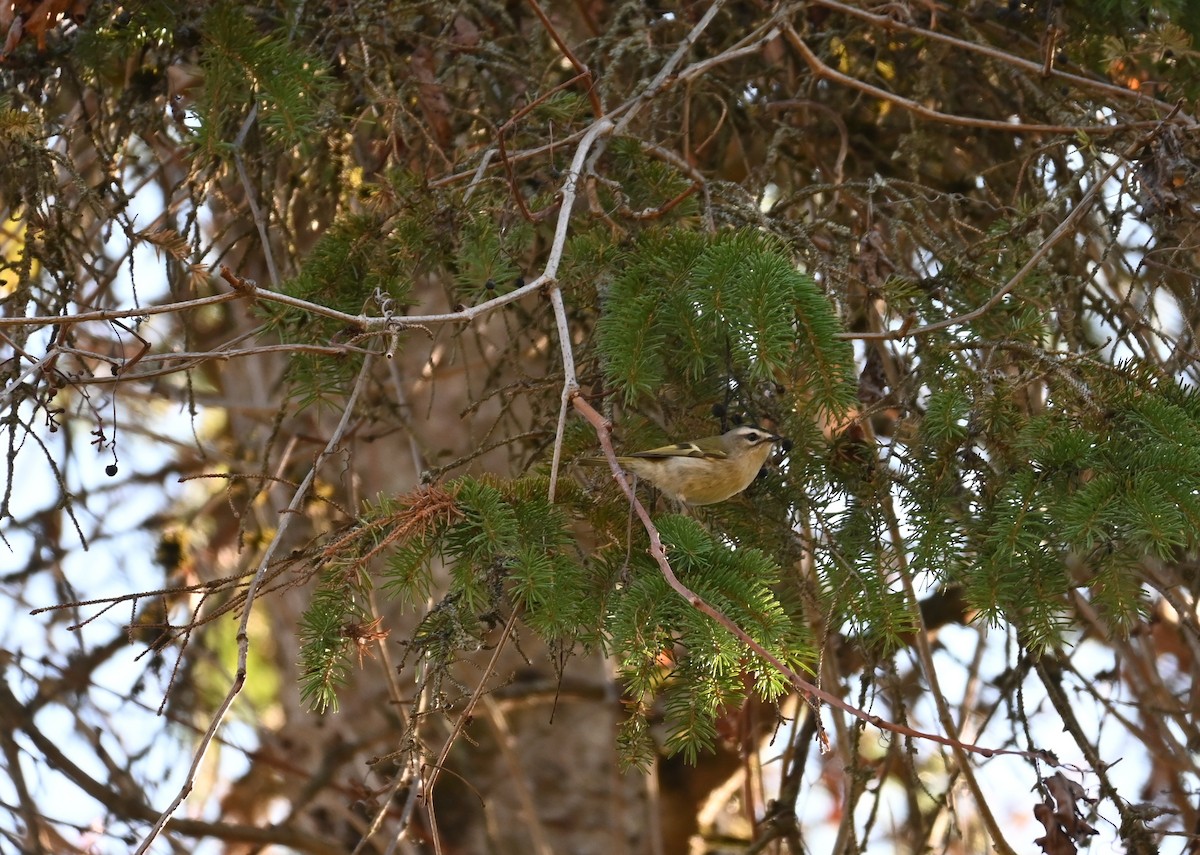 králíček zlatohlavý - ML643788021