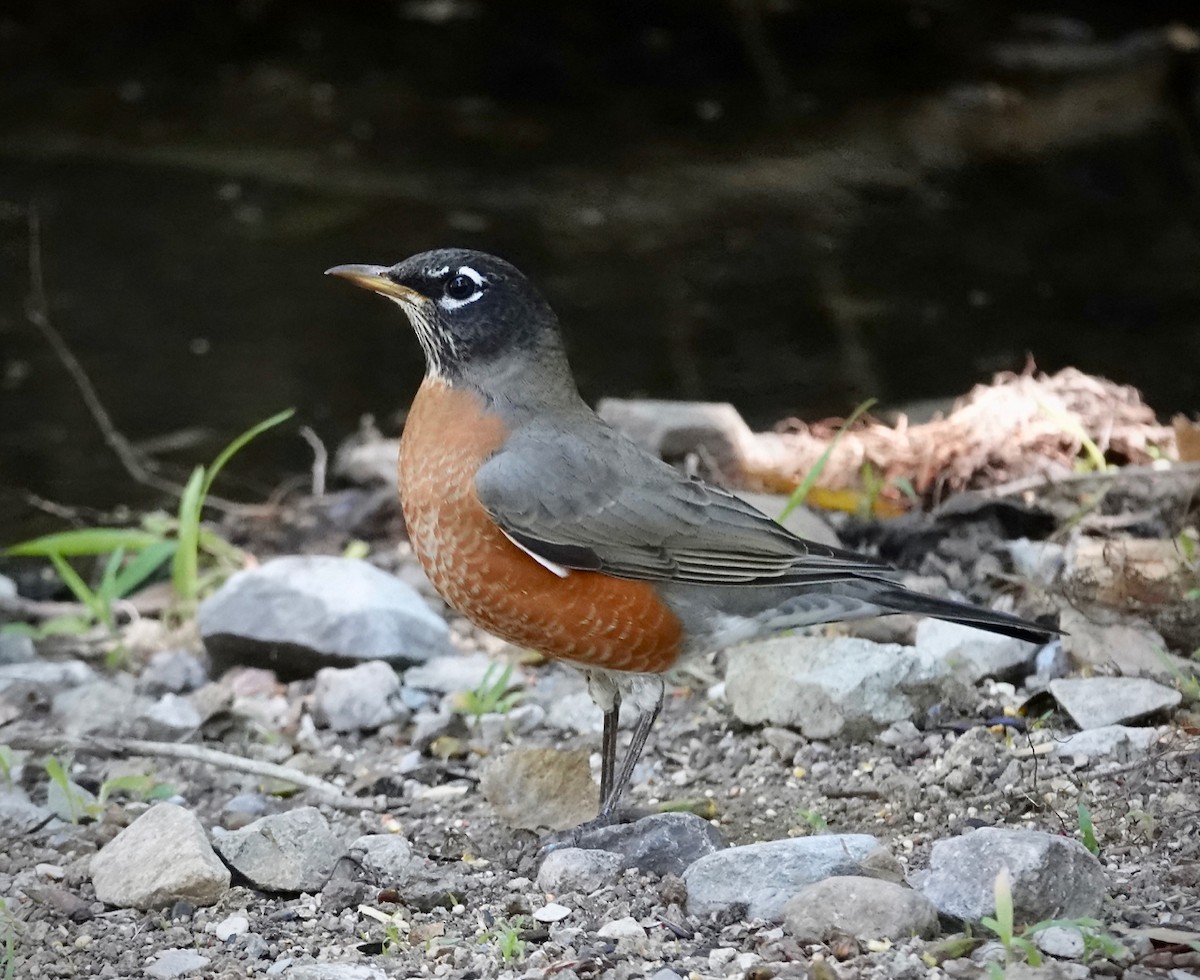 American Robin - ML643788024