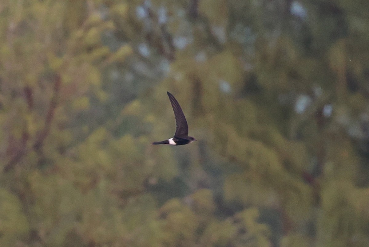 Pacific Swift - ML643788033