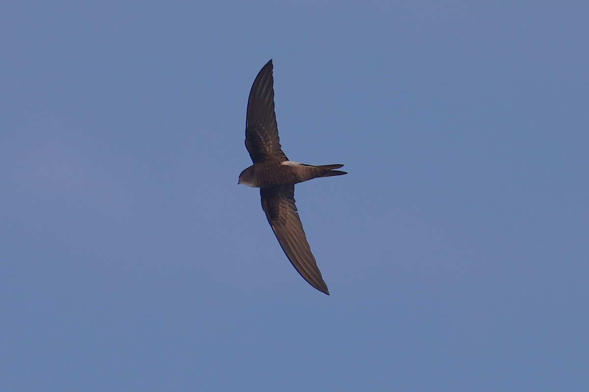 Pacific Swift - ML643788034
