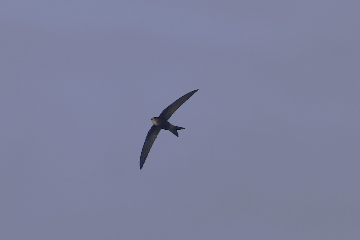 Pacific Swift - ML643788036