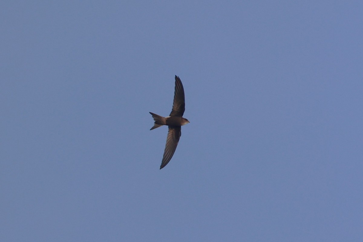 Pacific Swift - ML643788037