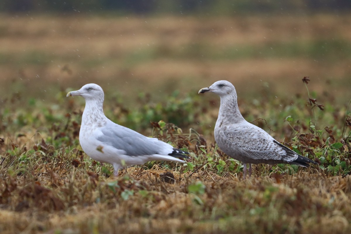 American Herring Gull - ML643788041