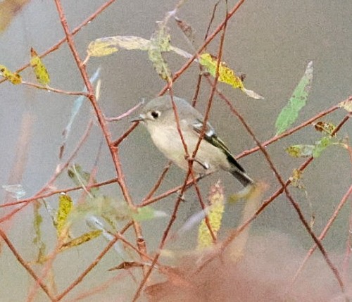 Ruby-crowned Kinglet - ML643788047