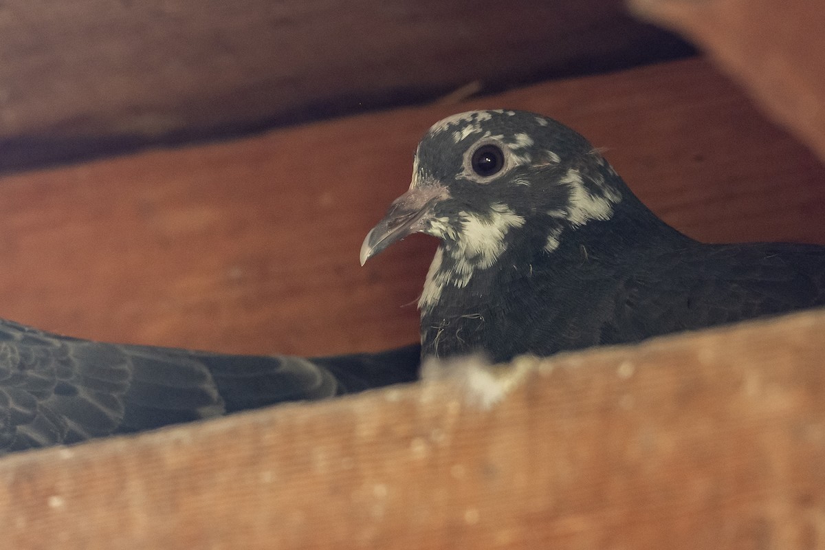 Rock Pigeon (Feral Pigeon) - ML643788065