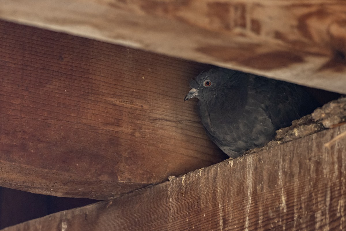 Rock Pigeon (Feral Pigeon) - ML643788066