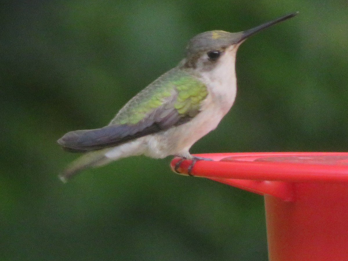 Ruby-throated/Black-chinned Hummingbird - ML643788077