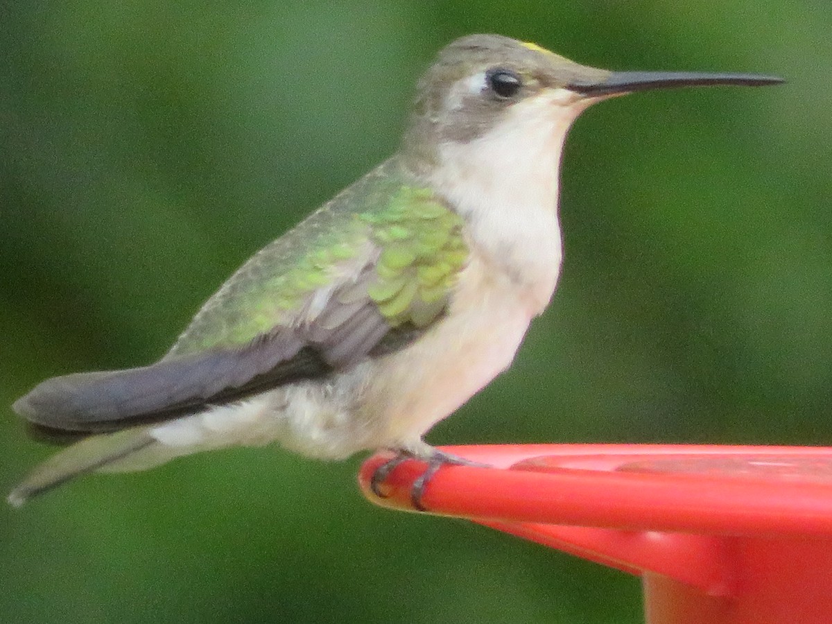 Ruby-throated/Black-chinned Hummingbird - ML643788078