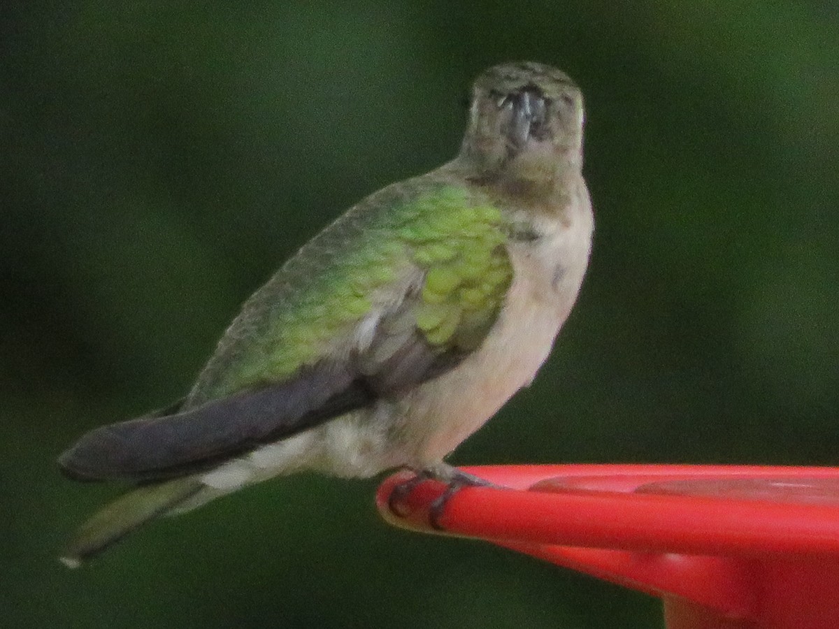 Ruby-throated/Black-chinned Hummingbird - ML643788079