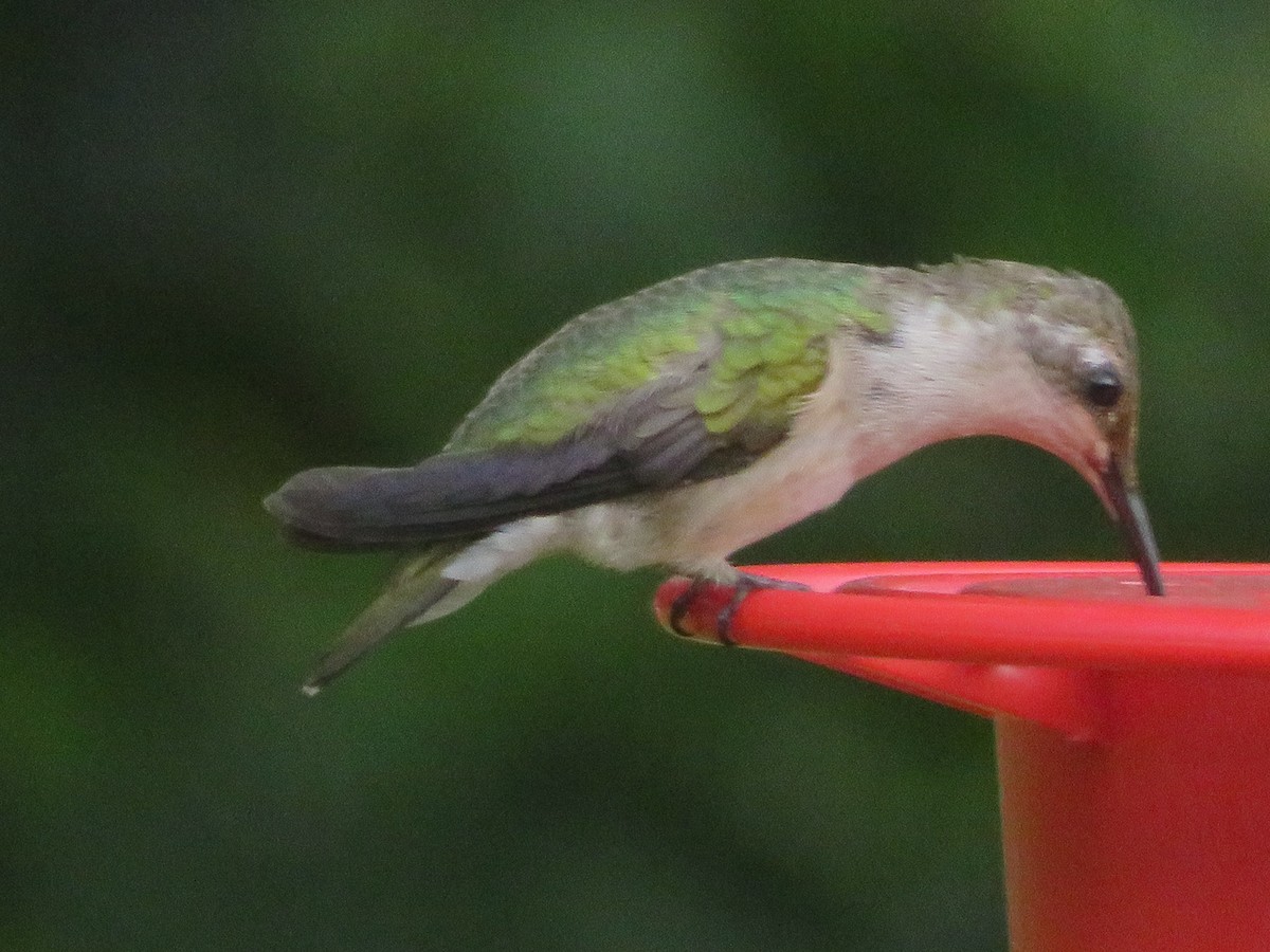 Ruby-throated/Black-chinned Hummingbird - ML643788080