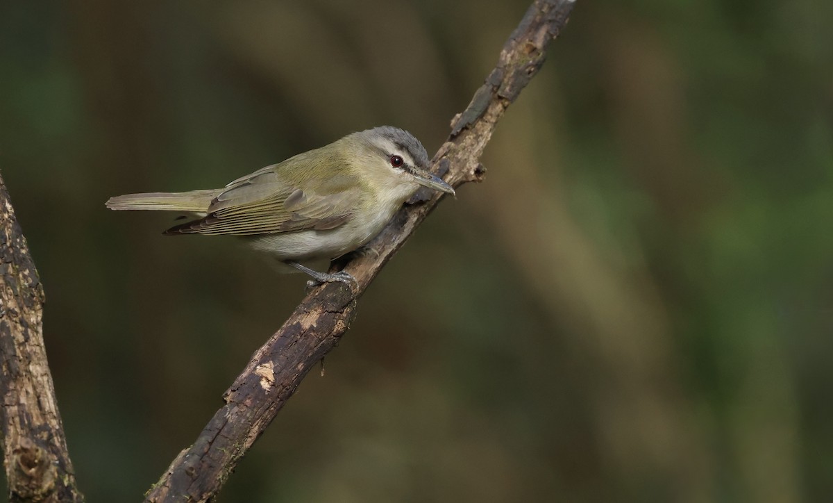 Vireo occhirossi - ML643788083