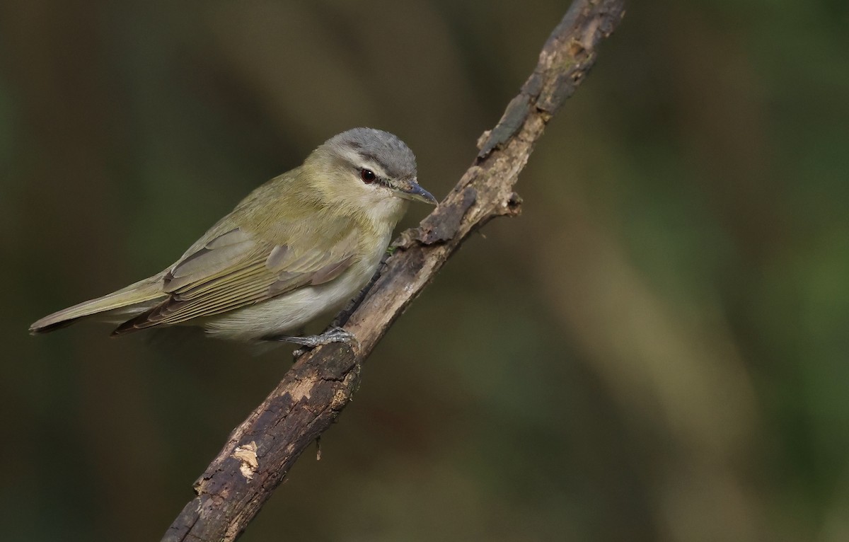 Vireo occhirossi - ML643788084