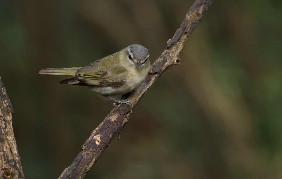 Vireo occhirossi - ML643788085