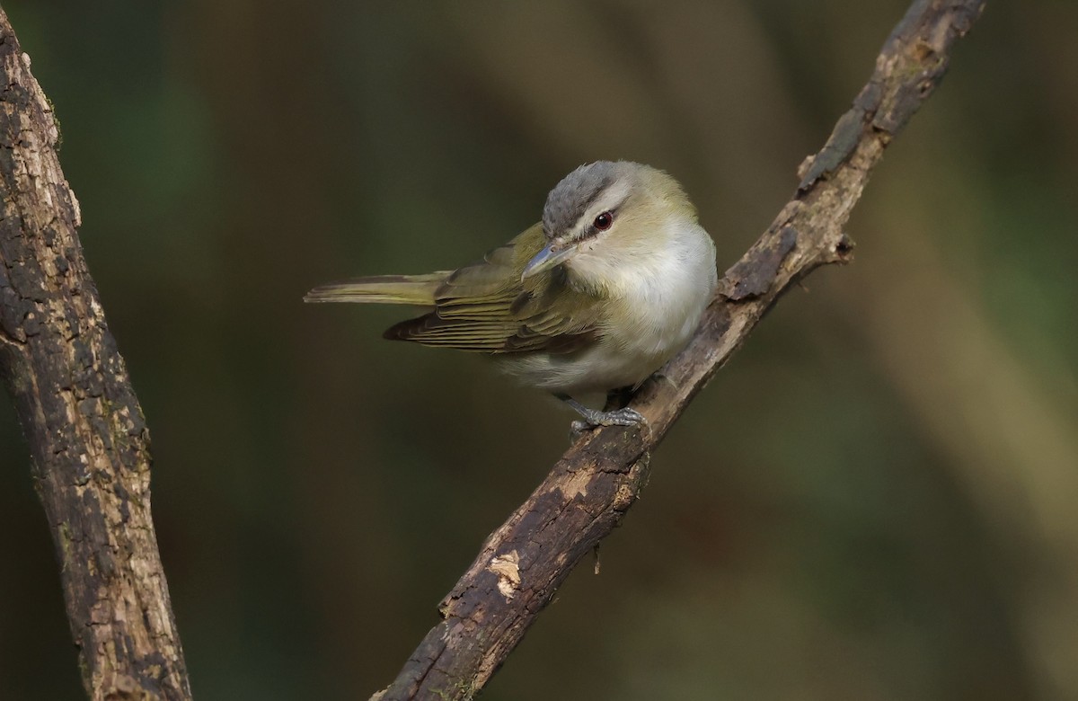 Vireo occhirossi - ML643788086