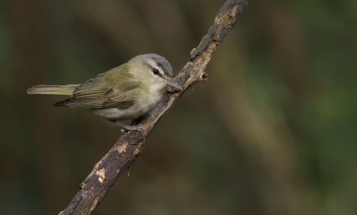 Vireo occhirossi - ML643788087