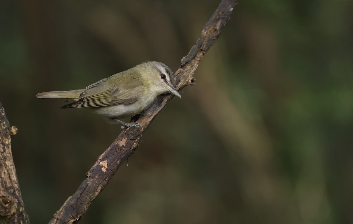 Vireo occhirossi - ML643788089