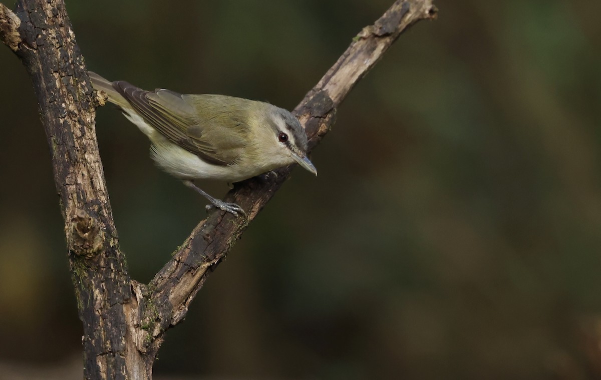 Vireo occhirossi - ML643788090