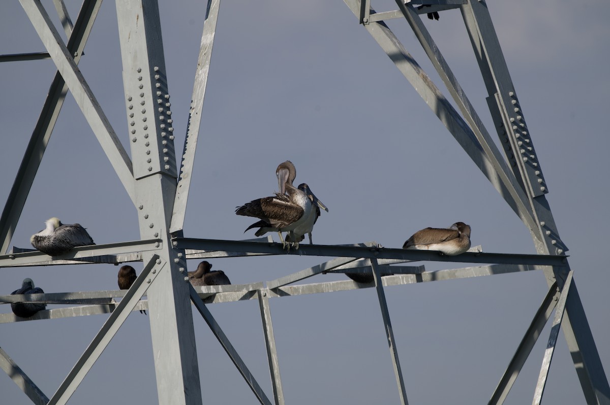 Brown Pelican - ML643788095