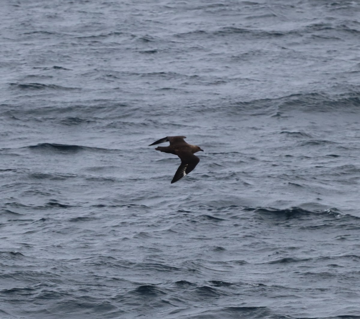 sørjo - ML643788096