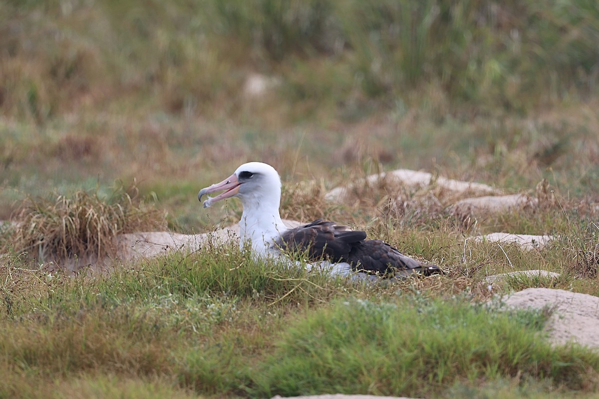 Albatros de Laysan - ML643788107